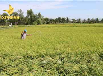 Đất ruộng trồng cây được không? Cần đáp ứng điều kiện gì?