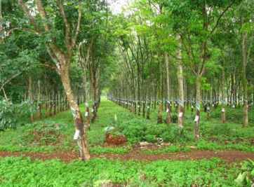 Đất trồng cây lâu năm có chuyển nhượng được không?