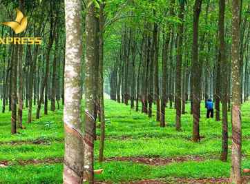 Cơ sở pháp lý cần thiết để thực hiện chuyển đổi đất ruộng lên đất trồng cây lâu năm