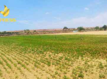 Kinh nghiệm chọn mua đất ruộng giá rẻ Kiên Giang