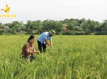 Điều kiện, quy trình, thủ tục chuyển nhượng, sang tên đất ruộng giá rẻ