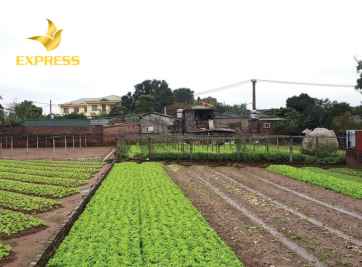 Mua bán đất ruộng Diên Khánh nên chú ý điều gì?