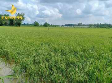 Sau cơn sốt đất thì giá đất ruộng bao nhiêu 1 sào?