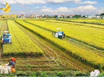 Chính sách bồi thường mới: Đất ruộng bao nhiêu tiền 1 sào?