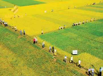 Chi tiết thông tin đất ruộng dồn điền đổi thửa mới nhất hiện nay