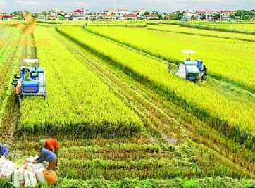 Tham khảo đất ruộng quy hoạch ở An Giang mới nhất