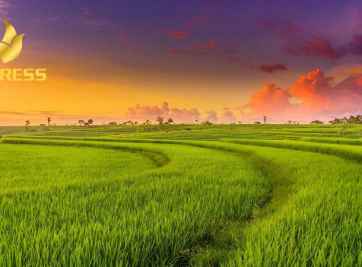 Chia sẻ kinh nghiệm mua đất ruộng Tân Phước Tiền Giang