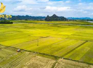 Tình trạng mua bán đất ruộng Mỹ Hòa Ba Tri