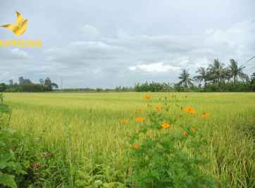 Kinh nghiệm vàng khi mua đất ruộng Ba Tri