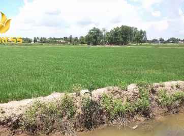 Tình hình giá đất ruộng Bến Lức đang tăng mạnh, có thể trở thành cơn sốt trong thời gian tới 