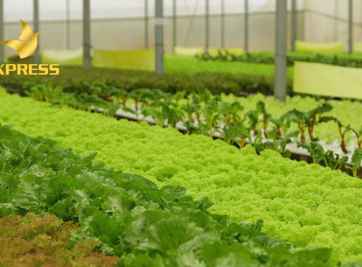 Đất nông nghiệp 10 năm có phải là thời hạn sử dụng không? 