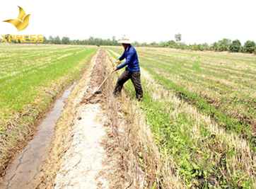 Đất ruộng ở Ô Môn và kinh nghiệm mua bán đất cần thiết.