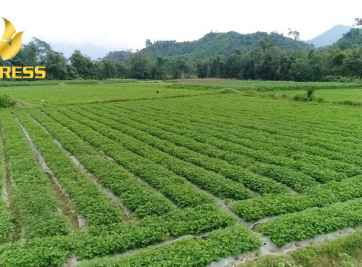 Chuyển đổi đất ruộng sang đất thổ cư có được không?