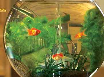 Mệnh kim có nên nuôi cá cảnh không?