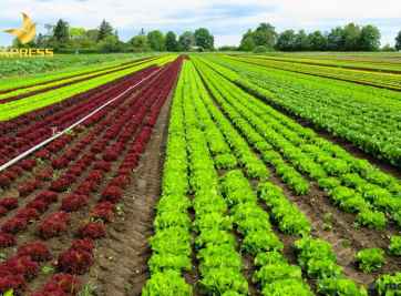 Đất không thổ cư là gì? Thủ tục chuyển đổi sang như thế nào?