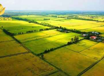 Đất ruộng sổ gì? Có chuyển mục đích sử dụng được không?