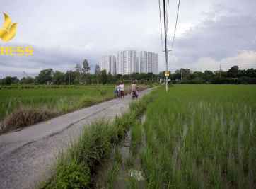 Đất ruộng Ô Môn và tiềm năng phát triển kinh tế lớn không nên bỏ qua 