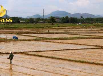 Chia sẻ: Tiềm năng phát triển đất ruộng ở Phong Điền