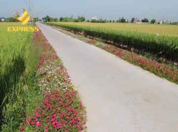 Đất ruộng Tây Ninh giá rẻ - liệu có nên đầu tư?