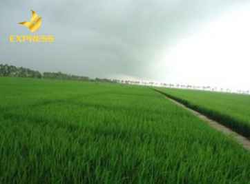 Bất động sản đất ruộng Tiền Giang điểm sang cho tương lai