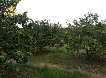 Khái niệm và các quy định về đất vườn là gì?