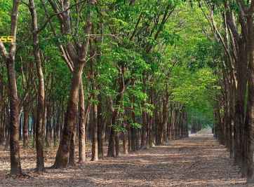 Đất vườn khác đất trồng cây lâu năm - Hướng dẫn cách phân biệt