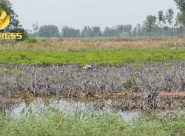 Đất ruộng Thạnh Phú Bến Tre là một tiềm năng phát triển lớn