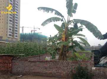 [Kinh nghiệm & Tiềm năng] Mua bán đất thổ cư Lại Yên.