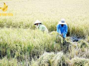 Tiềm năng phát triển và bán đất ruộng Sóc Trăng