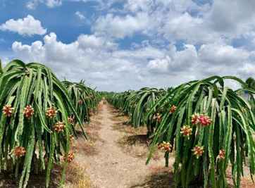 Tìm hiểu về đất vườn cây ăn trái và các thủ tục liên quan