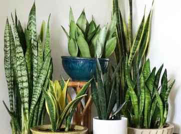 Cây trồng trong nhà – giải pháp giúp ngôi nhà tự nhiên hơn