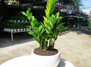 Các loại cây cảnh trong nhà phổ biến mà bạn nên lựa chọn