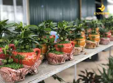 Cây tài lộc và ý nghĩa phong thủy với các công trình bất động sản