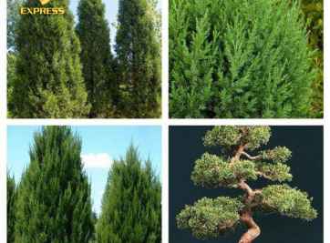 Cây Tùng La Hán – Cây cảnh mang lại nhiều lợi ích cho mình