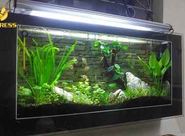 Những lý do bạn nên lựa chọn bể cá treo tường
