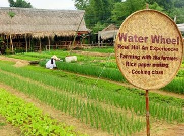 RAU XANH TRÀ QUẾ &#8211; THƯƠNG HIỆU NỔI TIẾNG MỌI VÙNG MIỀN